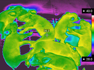 Infrared image-pig.jpg