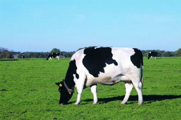 红外热像仪在奶牛养殖中的应用