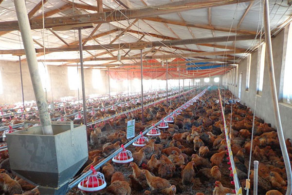 红外热成像在畜禽疾病检测中的应用